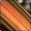 Striped Leaf Flax