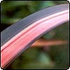 Flax Leaf
