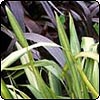 New Zealand Flaxes