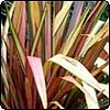 Pink and Cream Flax