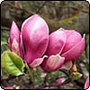 Christchurch Botanic Gardens - Spring