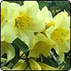 Rhododendron Saffron Queen