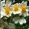 Wedding Day Rose