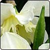  Unusual Daffodil 