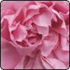 Fluffy Pink Rose