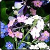 Forget-Me-Nots