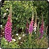 Foxgloves