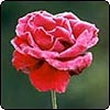 Frosted Rose