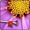 Garden Website Awards
