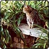 Sifter the Garden Bench Cat