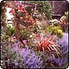 Roses and Catmint