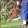 Recent Garden News