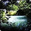  Pond Garden Dappled Sun 