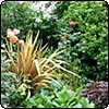 Choisya Plant Border