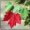 Autumn Gardening
