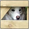 Orchard Dog