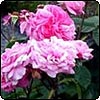 Gertrude Jekyll Rose