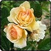 Ghislaine de Feligonde