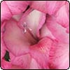 Gladioli Flowers