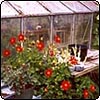 Red Dahlias By Glass-House