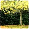 Autumn Trees