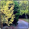 Golden Ginko Tree