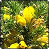  Gorse 