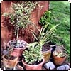 Bargains in Pots
