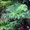 Gunnera Plant