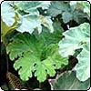 Gunnera Leaves
