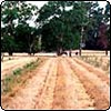 Hazel Orchard in Drought