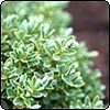 Hebe Pinguifolia