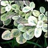 Helichrysum 
