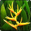 Meet Singapore's Plants