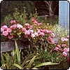  Hitching Post Roses 