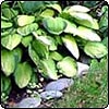 Hosta Garden