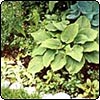 Hosta Garden