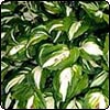 Variegated Hosta