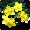 Hypericum