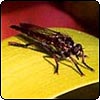 Iris Leaf Insect Close-Up