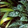  Japanese Iris & Pulmonaria 