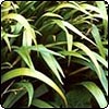 Iris Japonica (Japanese Iris)