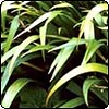 Iris Japonica