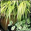 Foliage Pots by the Gum Tree