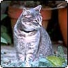  Jerome the Cat 