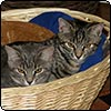 Foster Cats - One Year On