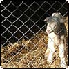 Our Spring Pet Lamb