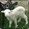 Haru's First Shearing