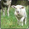 Pet Lamb