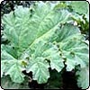 Gunnera Leaf